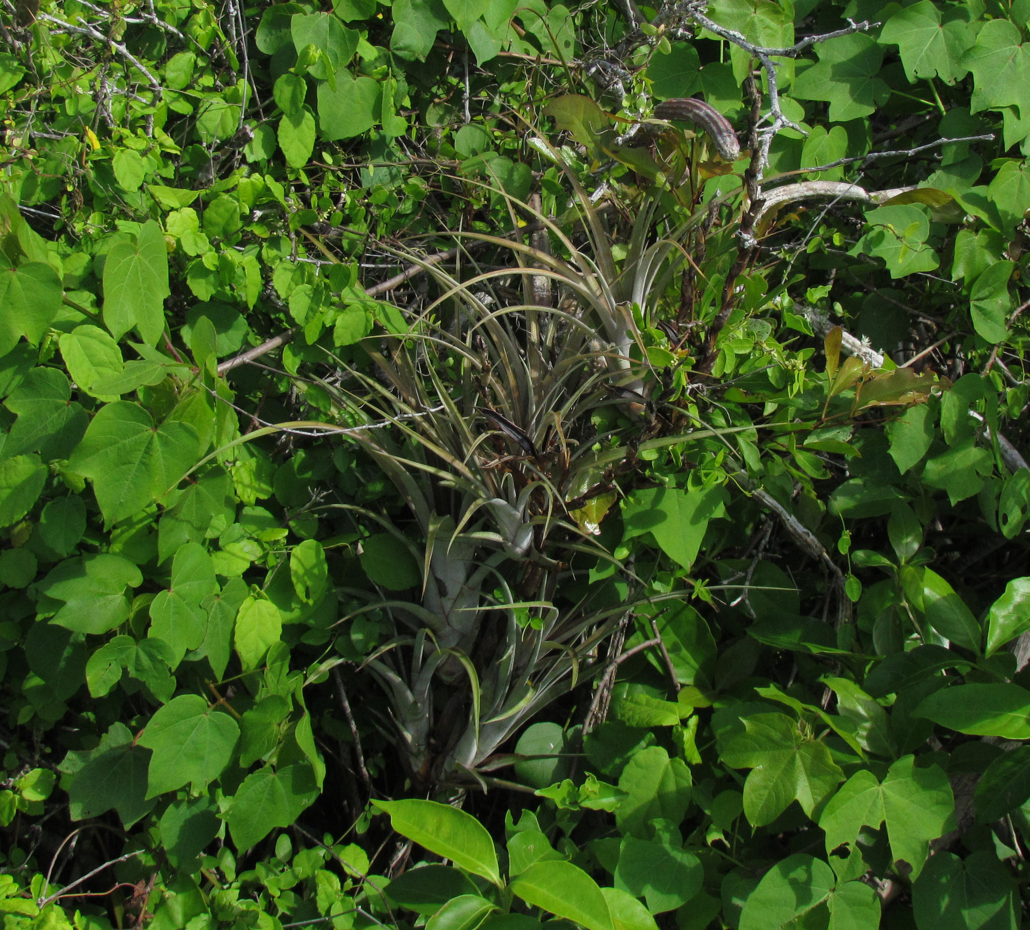 Tillandsia dasyliriifolia